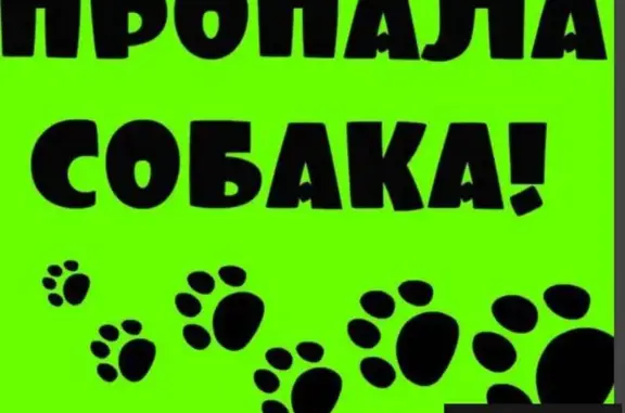 Пропала собака в Каменск-Уральском, вознаграждение