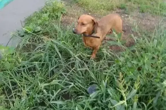 Пропала рыжая собака в Новокузнецке, номер телефона на ошейнике