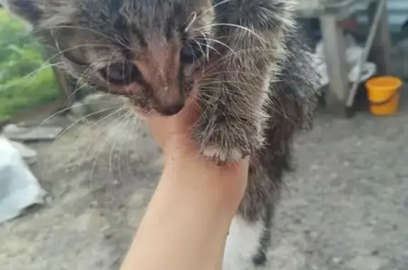 Найдены котята в Казани, ищут добрые руки