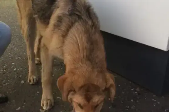 Найдена собака нуждающаяся в помощи у заправки ЛУКойл в Зарайске