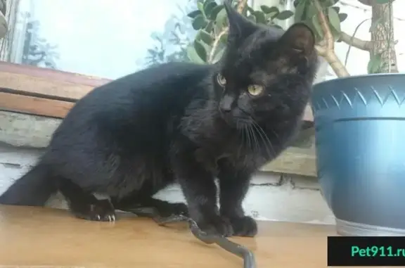 Найден котенок в Кировском районе, ищет дом