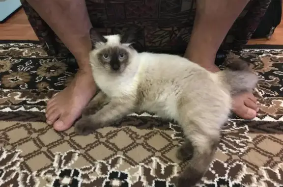 Пропал котик Барсик в Городище, Волгоградская область