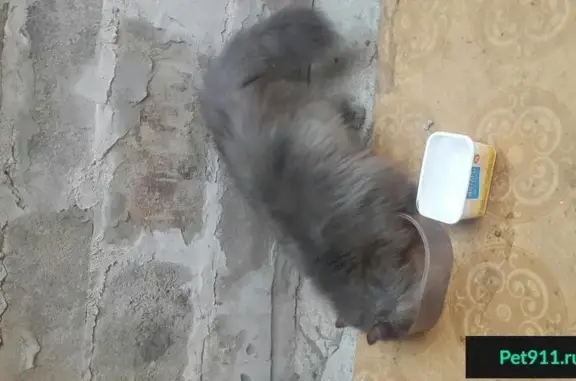 Найдена кошка в Нижнем Тагиле - нужна передержка или дом