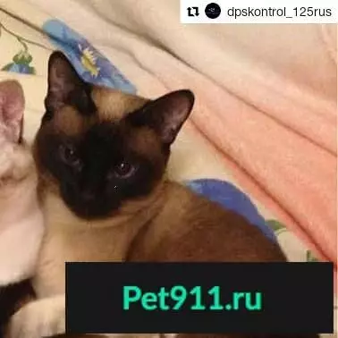 Пропала бобтейл-кошка в Находке, ул. Черемуховой (за Купеческим)