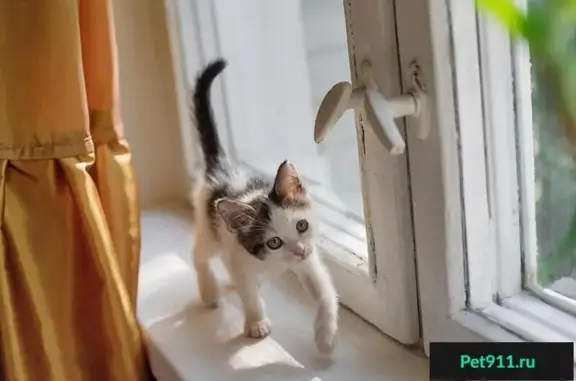 Найдена милая кошка ищет дом в Москве, Выхино
