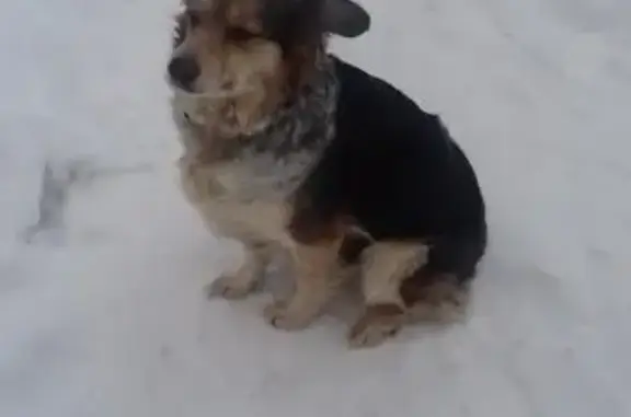 Пропала собака с перебитым ухом и половиной хвоста в Москве, Борисовский проезд, 44к3