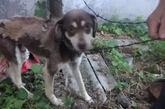 Найдена худая собака в Саранске, Республика Мордовия