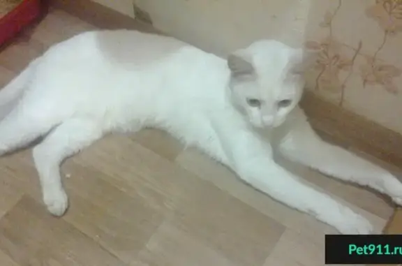 Найдена белая кошка в центре г. Заречный, ищем хозяев