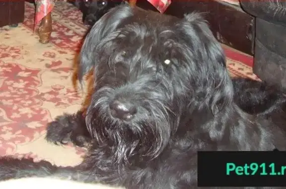 Пропала собака Боцман в ЗЖМ, Ростов-на-Дону