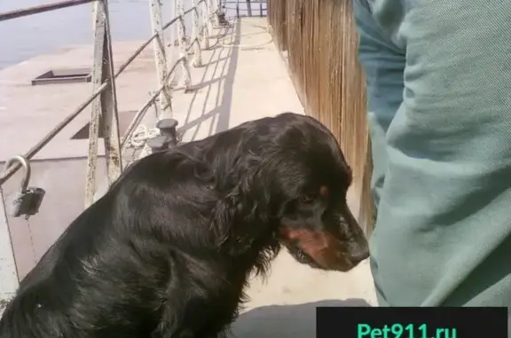 Найдена собака на острове Большой Саралёвский, Волгоградская область