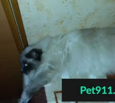 Пропала кошка на ул. Луначарского, 63 (Тула)