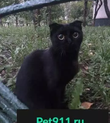Найдена чистая и ласковая кошка в Москве