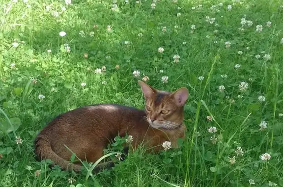 Пропала кошка Ляля в Московской области