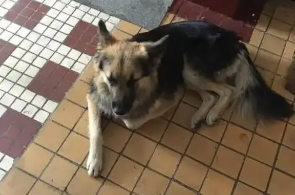 Найдена собака в Москве, Текстильщиках