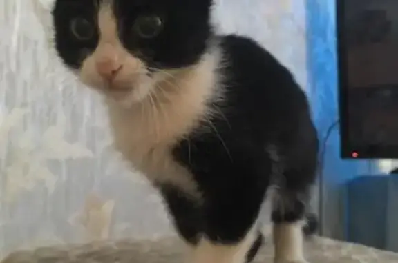 Найден котенок в Твери, ищет новый дом.