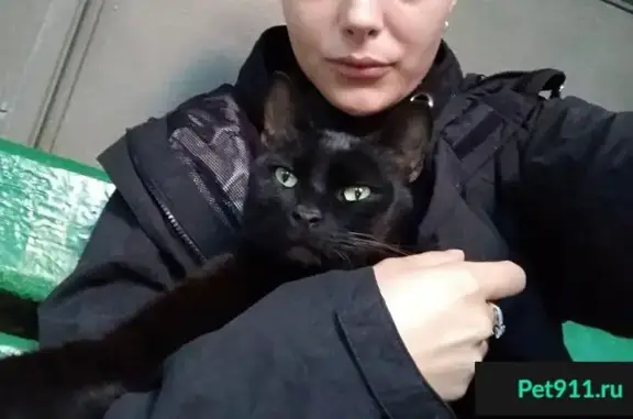 Отдам в хорошие руки черную кошку в Москве