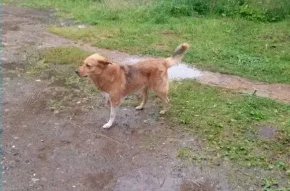 Пропала собака, найден кобель в садоводстве Кирова.