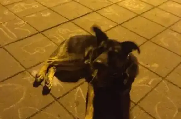 Найдена собака в ошейнике в Химках