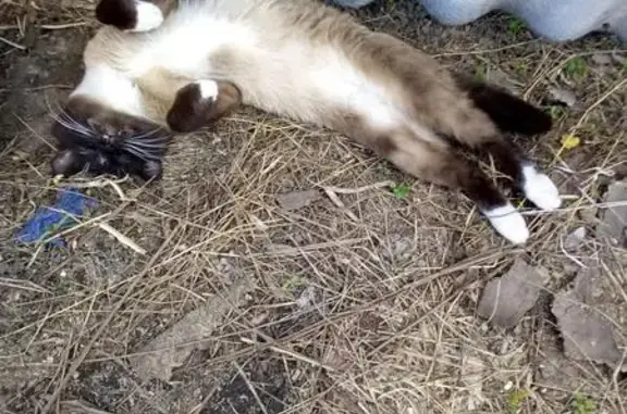 Пропала кошка в Бельмесево, Алтайский край