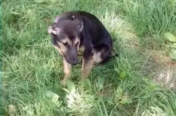 Пропала собака в Подольске, нужна помощь!