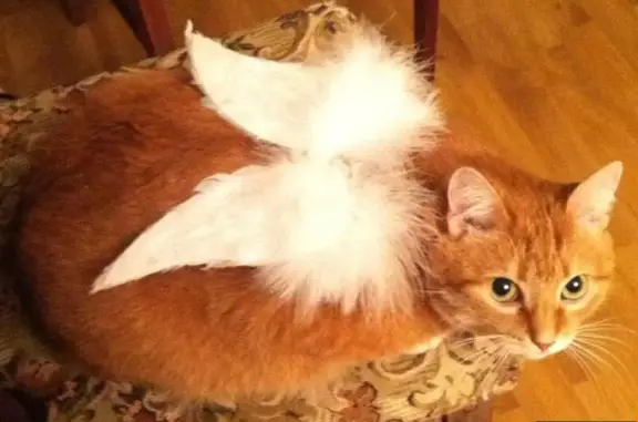 Кошки потеряшки, Бужаниново, фото: Потеряшка кошка с ошейником в Бужаниново, Московская обл.