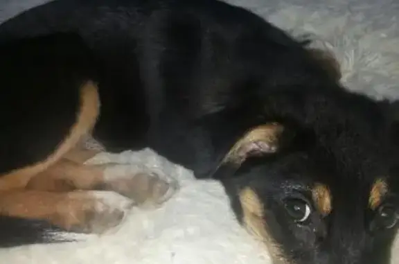 Пропала собака в Ангарске, 13-й микрорайон, 34