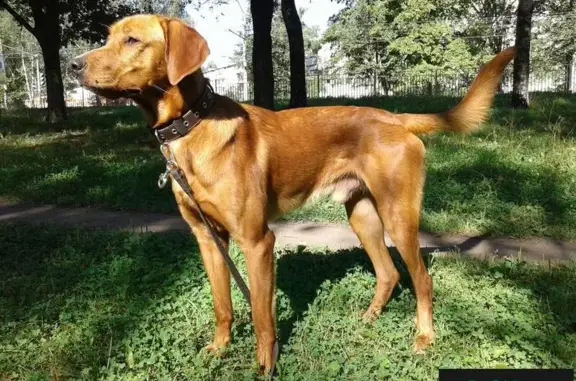 Найдена собака в Ярославле на пр. Дзержинского