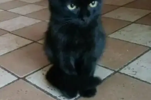 Найден котенок в Донецке, ищет дом