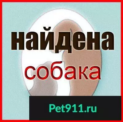 Найдена овчарка в СПб, Ржевка