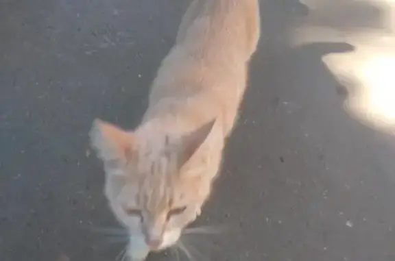 Найдена кошка на улице Пожарского, 12с1