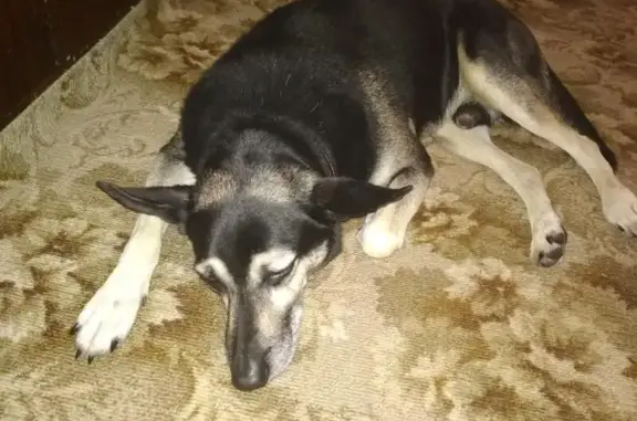 Собаки потеряшки, Калининский, фото: Потеряшка собака в поселке Калининский, Тульская область