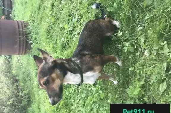 Пропала собака в Подольском районе, найдена в дачном поселке