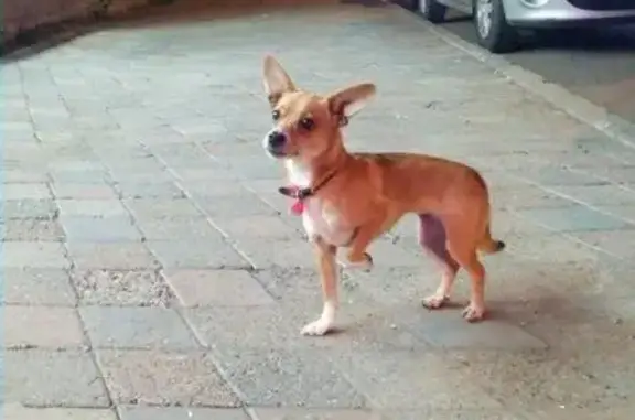 Найдена собака возле Центрального рынка в Уфе