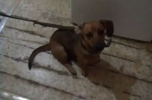 Пропала собака, найдена такса в Сызрани