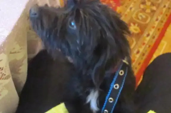 Найден маленький черный терьеристый пёсик в Шабровском!