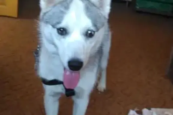 Найдена собака, садовое товарищество Строитель-2, фото: Найден щенок хаски в СТ Строитель-2, Воскресенск, МО