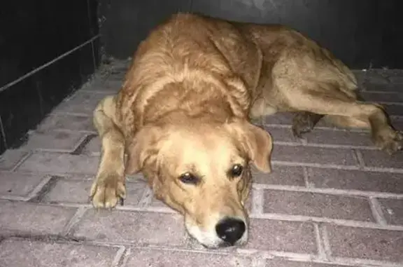 Найдена собака в Строгино, размер средний/выше среднего