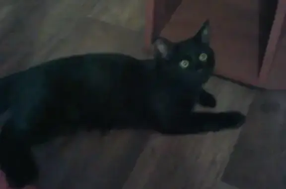 Пропала черная кошка в Йошкар-Оле, Республика Марий Эл