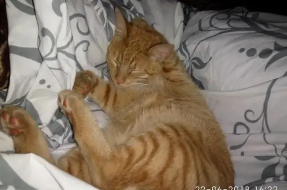 Пропала рыжая кошка на Леоновском шоссе, 11 августа.