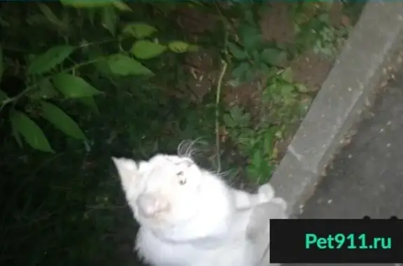 Найдена белая британская кошечка в Люберцах