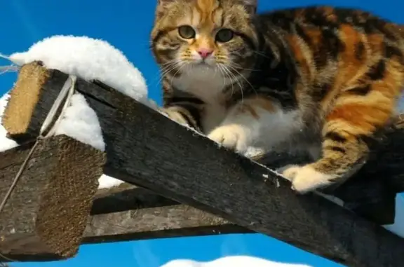 Кошки потеряшки, Красный Богатырь, фото: Потеряшка кошка в Красном Богатыре, вознаграждение!