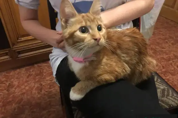 Найден котенок у метро Войковская