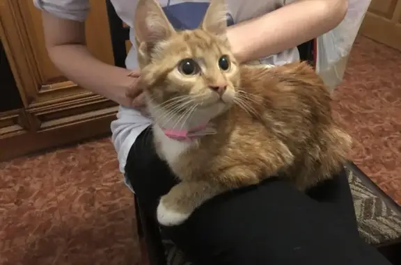 Кошка с розовым ошейником найдена в Москве, метро Войковская