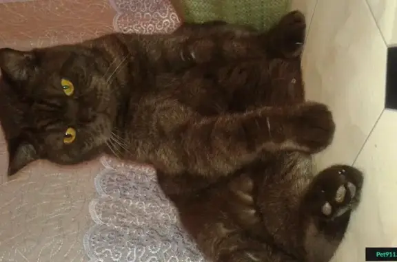 Кошки потеряшки, Староабашево, фото: Потеряшка кошка в СНТ Геофизик, Кемеровская область