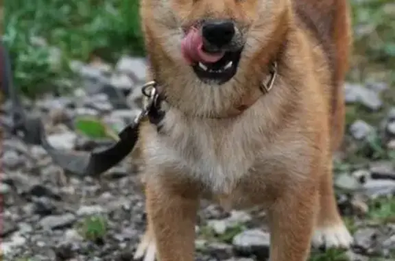 Пропала собака в Уфе, район Сипайлово, Магнит на Маршала Жукова 30
