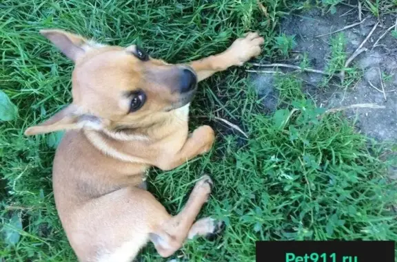 Пропала собака в Боровске, найдена девочка с аденомой глаза