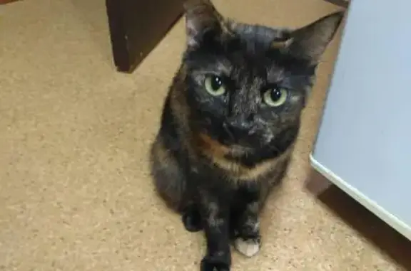 Кошки потеряшки, Бологовский муниципальный округ, фото: Потеряшка кошка, озеро Пирос.