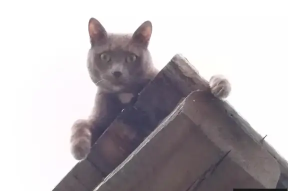 Пропала кошка Сёма в Мазульском Руднике, Красноярский край