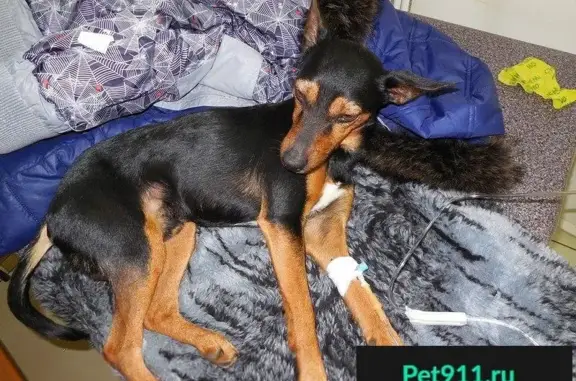 Пропала собака в Домодедово: Малыш, метис пинчера, черный с подпалом, белый галстук, хромает на заднюю ножку.