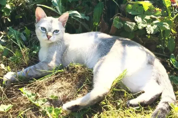 Кошки потеряшки, Букино, фото: Потеряшка кошка Соня в деревне Букино, Нижегородская область